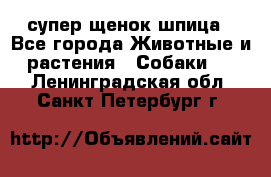 супер щенок шпица - Все города Животные и растения » Собаки   . Ленинградская обл.,Санкт-Петербург г.